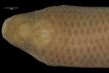 Media type: image;   Herpetology R-26586 Aspect: head dorsal